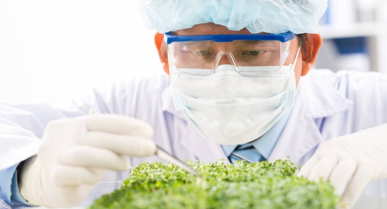 Checking Cannabis Plant