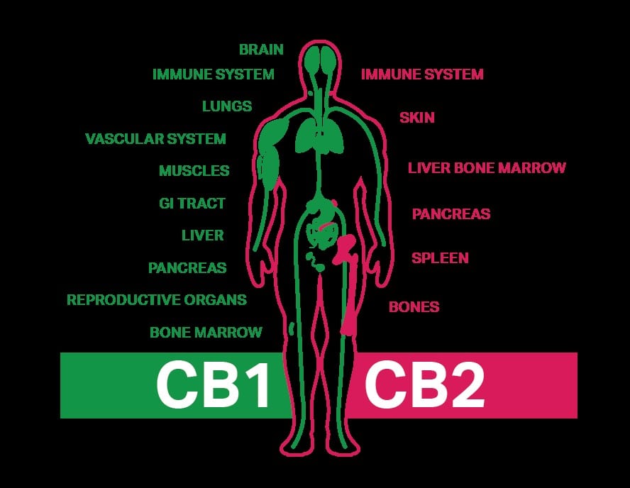 cbd 1 and cbd 2