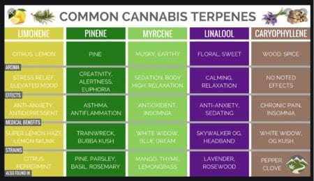 common cannabis terpenes