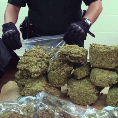 $250,000 Worth of Marijuana Confiscated in Opa-Locka Grow House